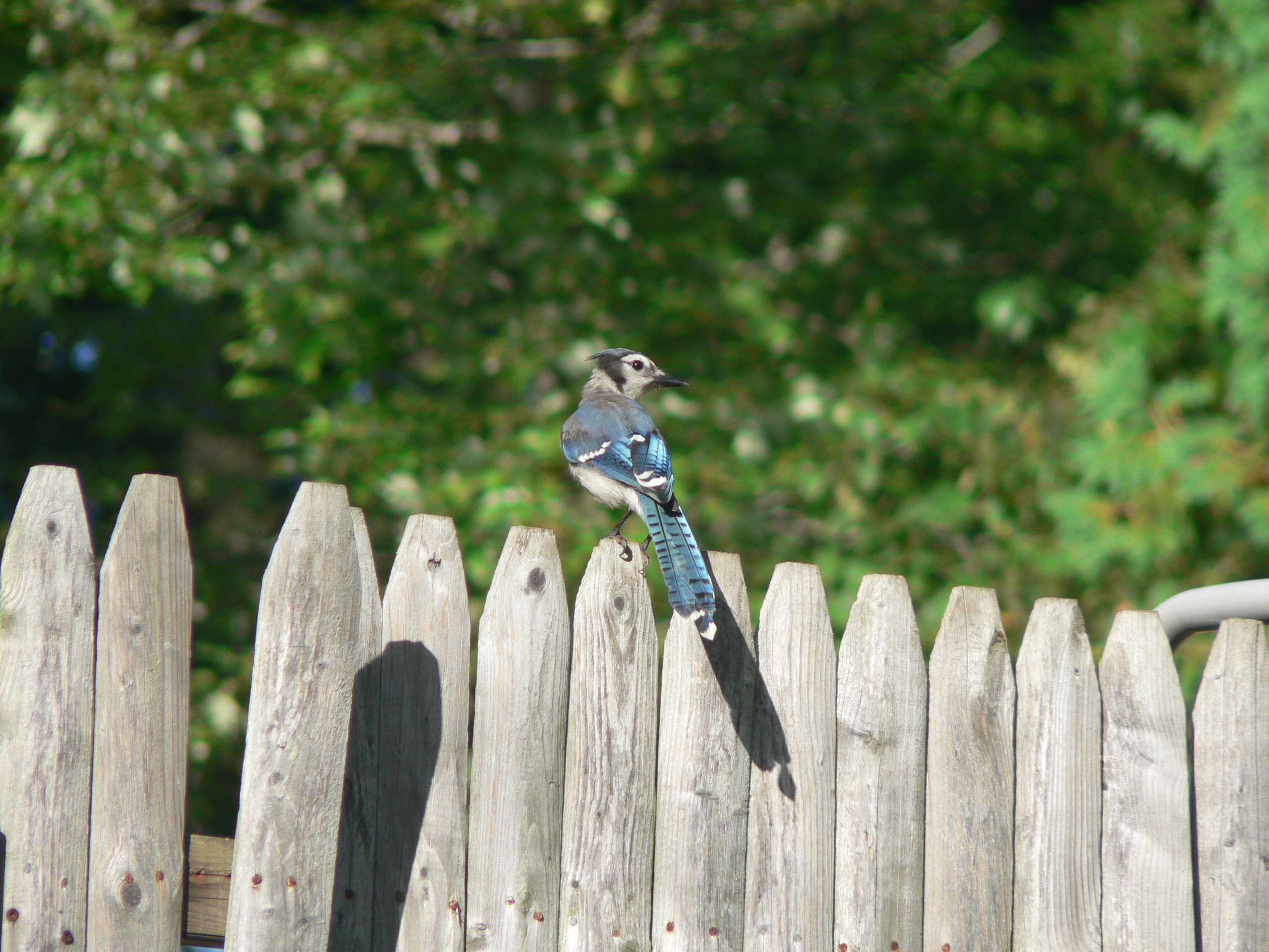 Blue Jay