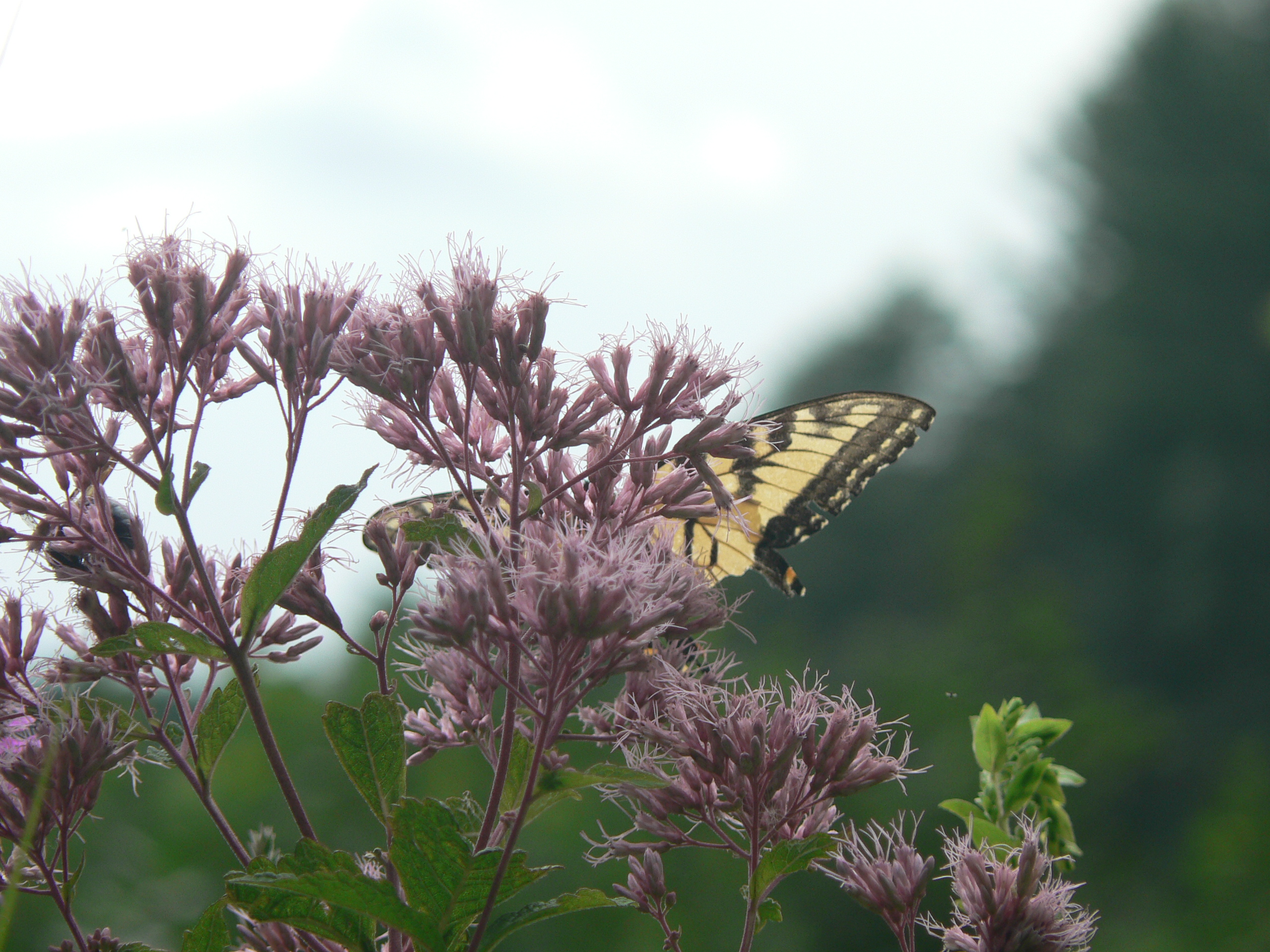 butterfly